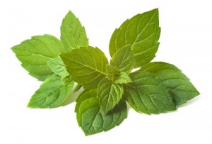 Heilfasten Buchinger - Grüne Minzblätter symbolisieren die schonende und kalorienarme Fastenverpflegung.